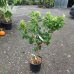 Nízkokmenná marhuľa stĺpovitá (Prunus armeniaca) ´APRIGOLD´ - stredne skorá, výška 70-100 cm, obvod kmeňa 8/10 cm, kont.C10L